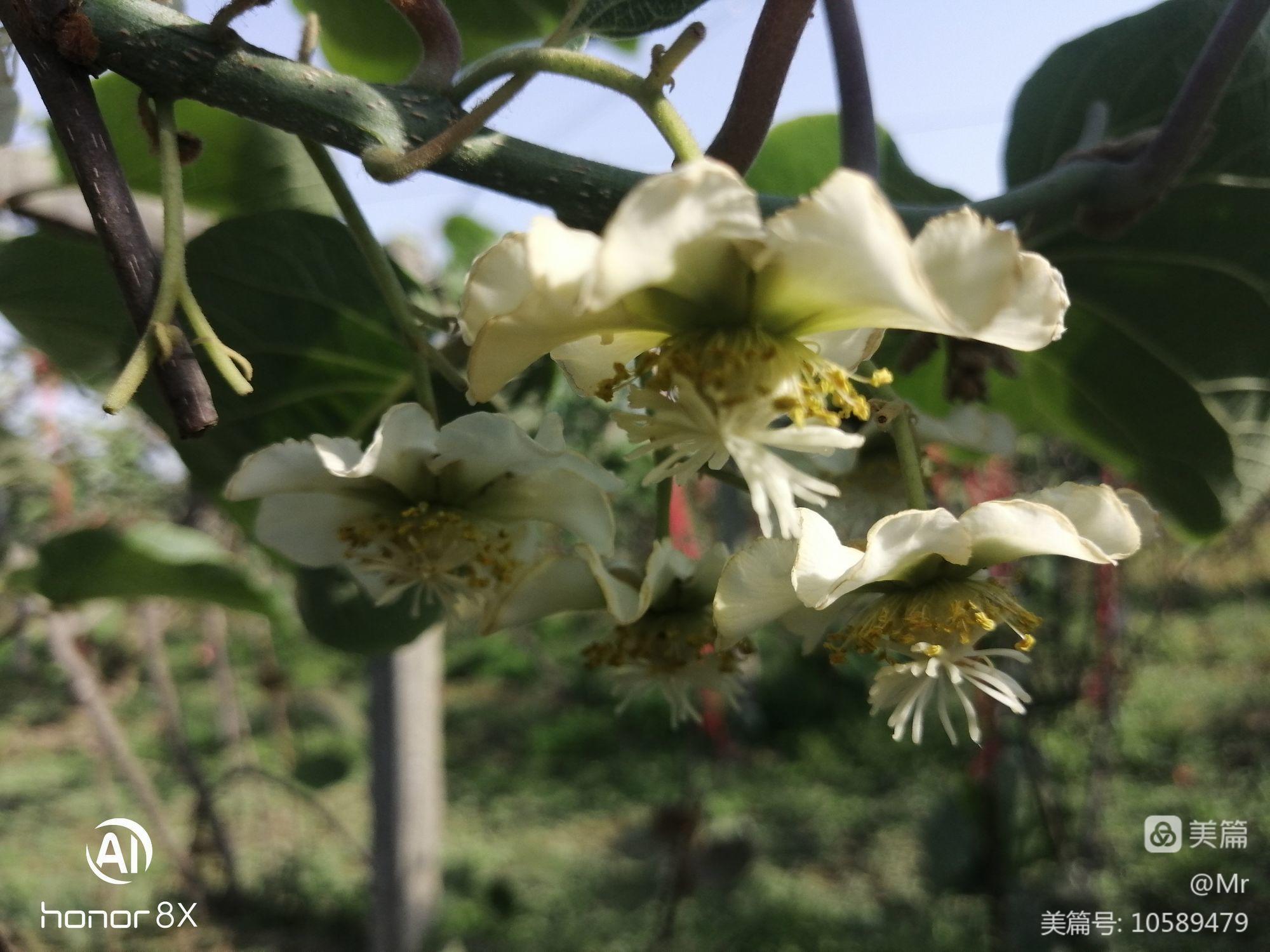 德阳旌阳区特色水果产