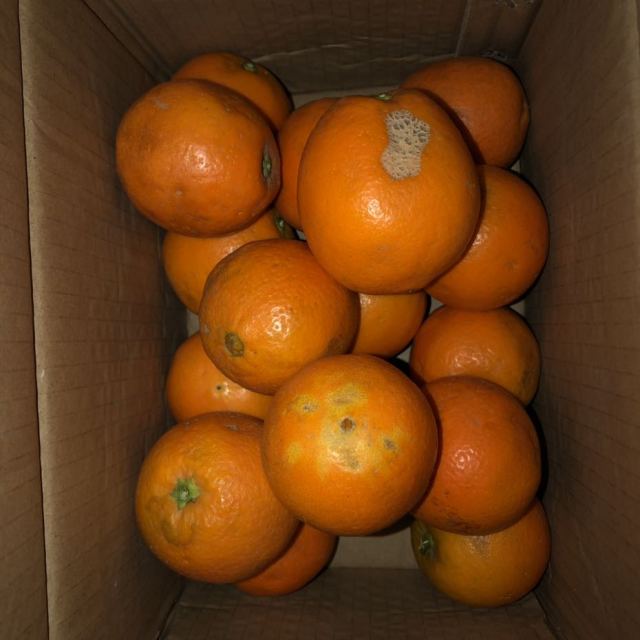 秋橙：橙子品种多，哪