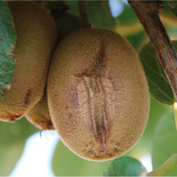 猕猴桃种植品种的挑选和培育、猕猴桃种子的管理
