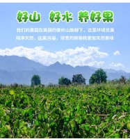 陕西猕猴桃：周至翠香猕猴桃需找