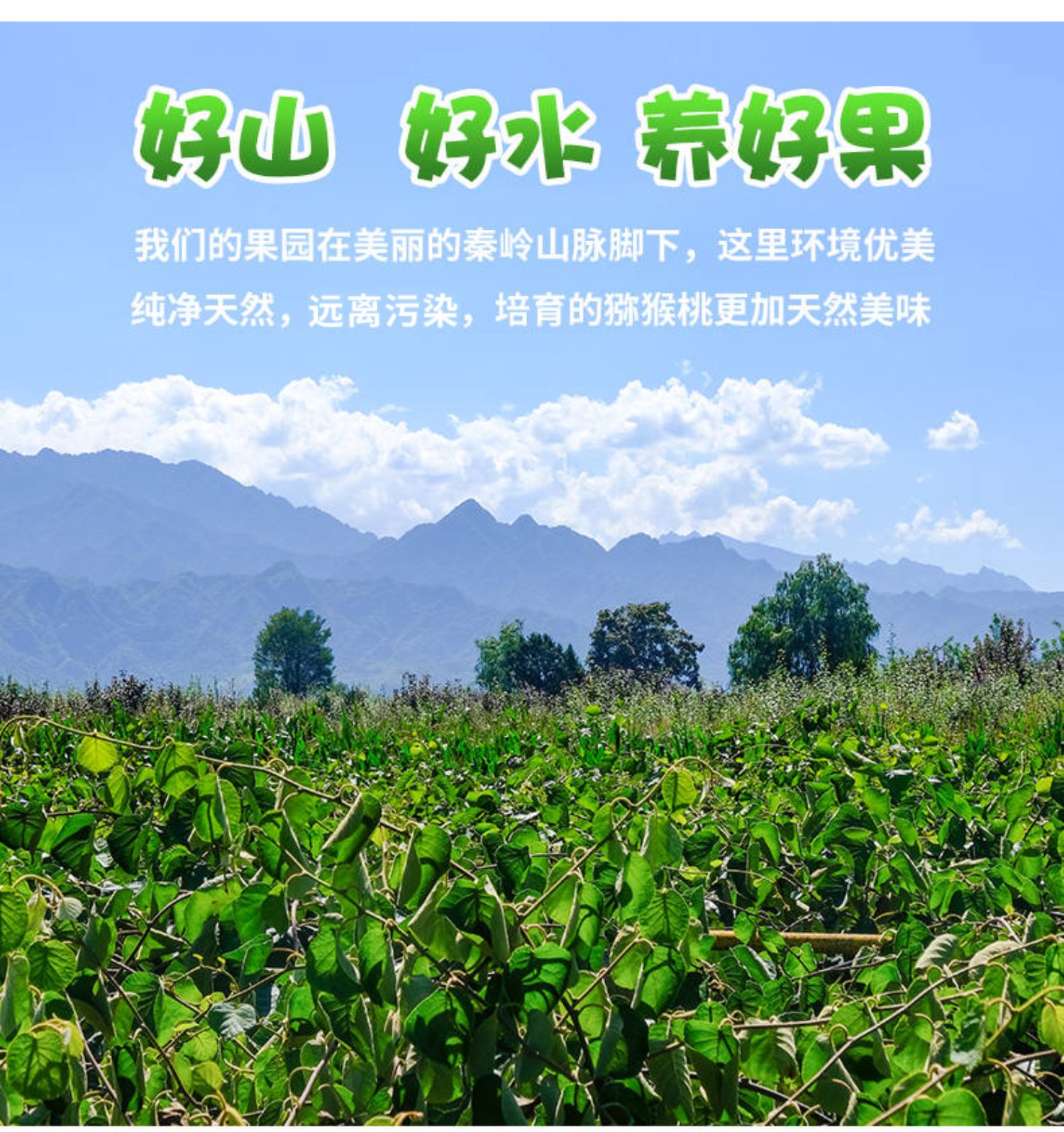 “中国猕猴桃之乡”西安市周至县开启2019年周至猕猴桃销售季