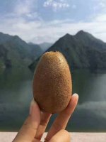 陕西猕猴桃网购平台，基地猕猴桃