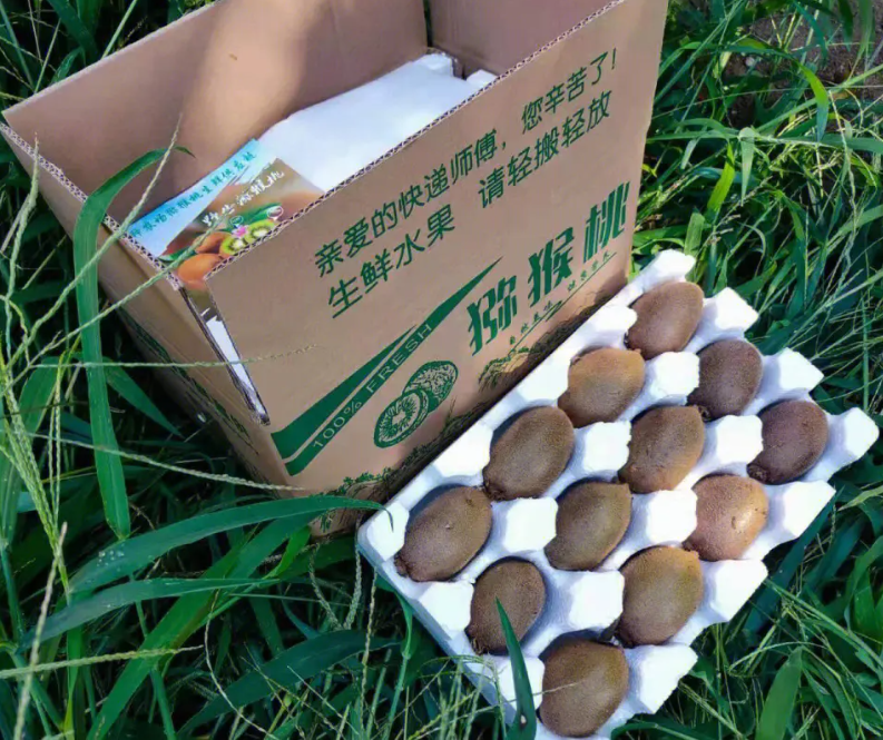 【陕西周至】马召镇翠香猕猴桃2