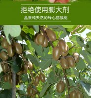 "全国猕猴桃之乡第一