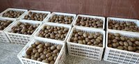 陕西猕猴桃基地：优质美味，工厂