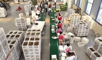 陕西省西安市周至县马召镇迎来猕