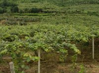 中国陕西省猕猴桃基地【五大赋能