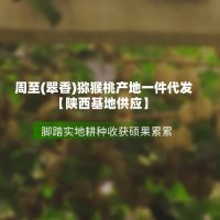 周至(翠香)猕猴桃产地一件代发