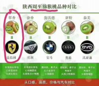 陕西周至徐香猕猴桃：口感甜润，