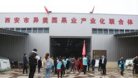 周至县召开猕猴桃低产园改造提升