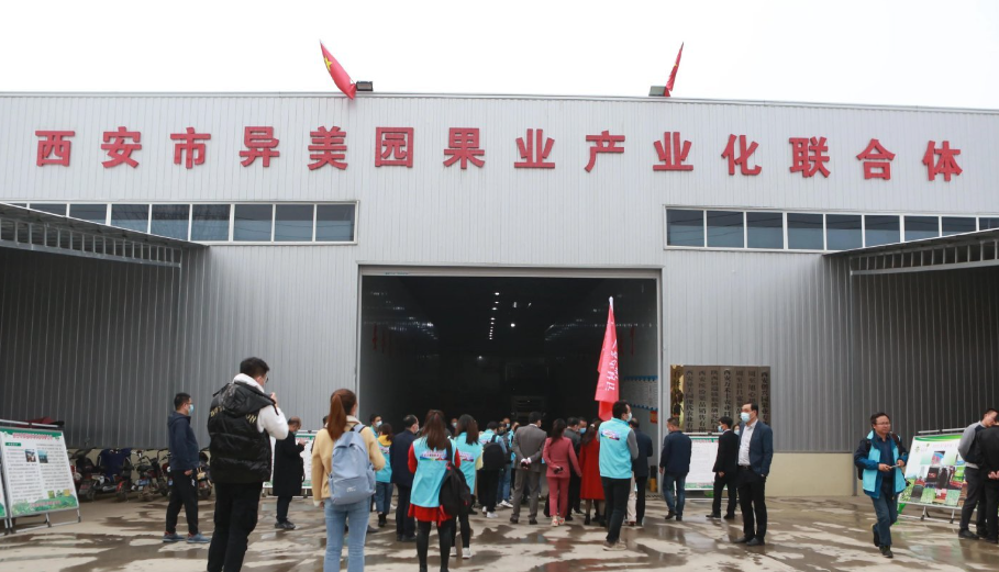 陕西猕猴桃有位农民赢得了“水果