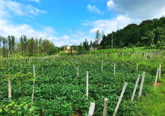 猕猴桃基地种植方法
