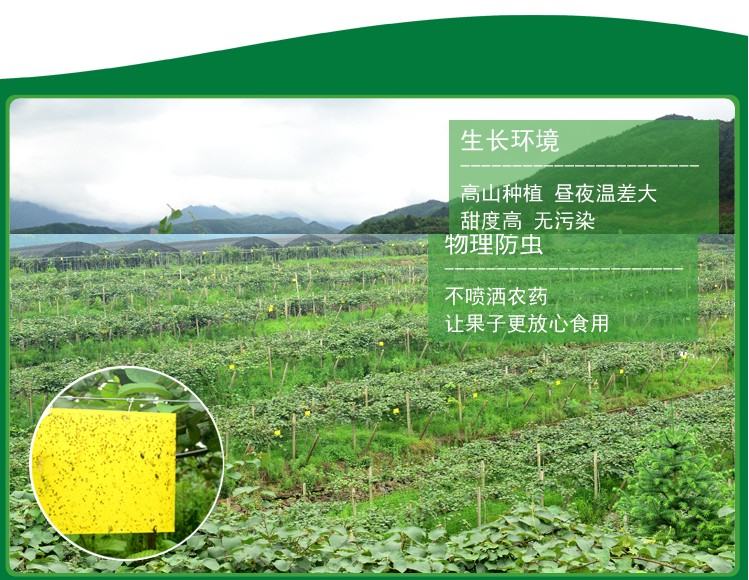 周至山区猕猴桃种植.jpg