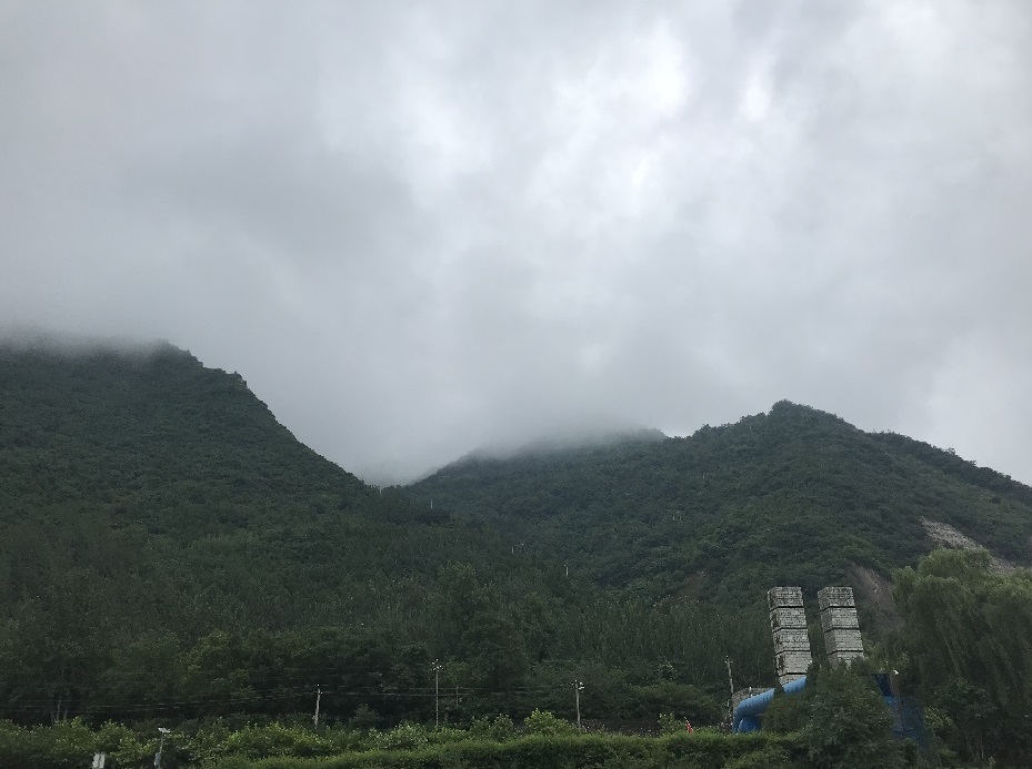 陕西周至翠香猕猴桃|早采摘猕猴