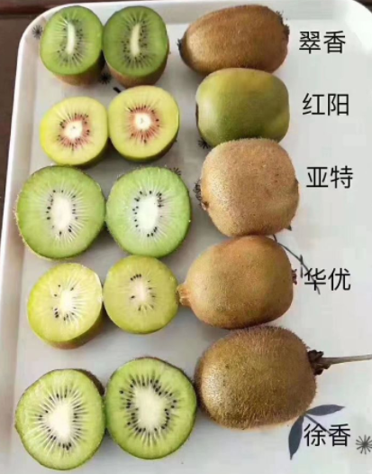 猕猴桃品种.jpg