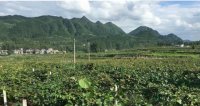 修文县野性十足的“贵长”猕猴桃