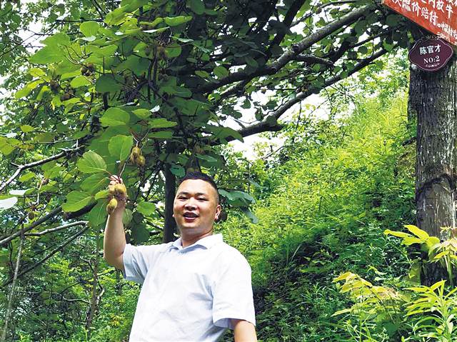 你没有看错在，在巫溪有上500000余株野生猕猴桃成为群众的“掌上宝”