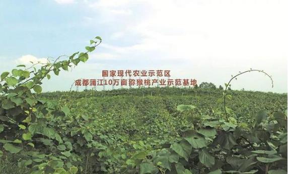 对标欧盟 蒲江猕猴桃进军国际市场