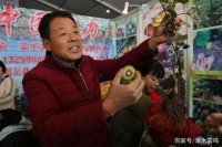 农高会会期5天，一家农民每天猕