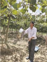 陕西1500公斤绿心猕猴桃“待