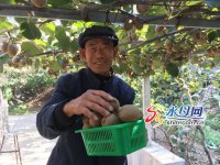 种植猕猴桃每年可增收20000