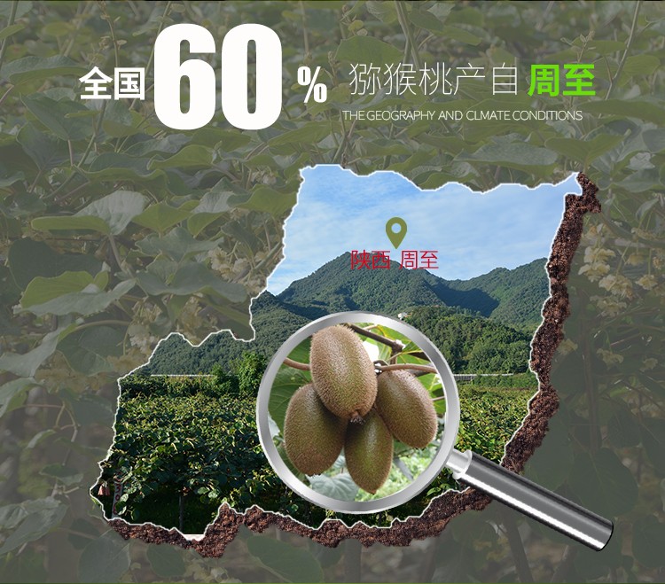全国60%猕猴桃来自周至.jpg