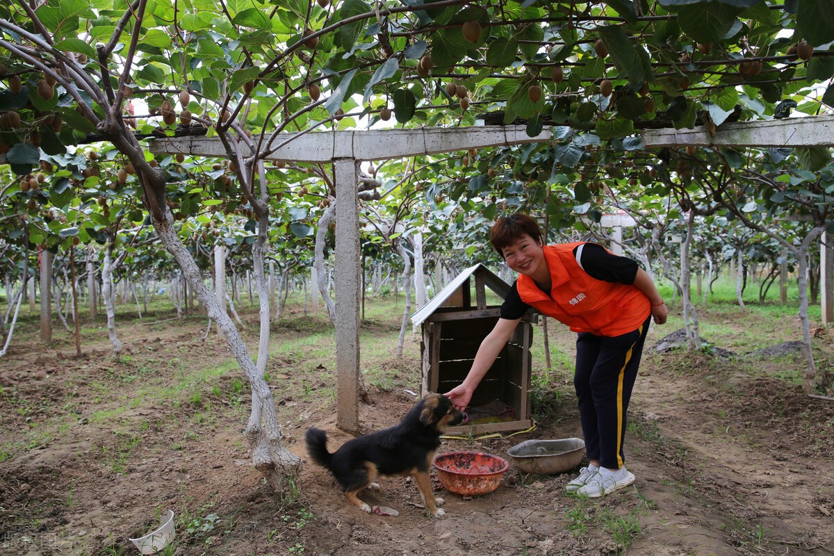他们的红心猕猴桃取得了欧盟有机食物认证_奇异果批发团购采购.jpg