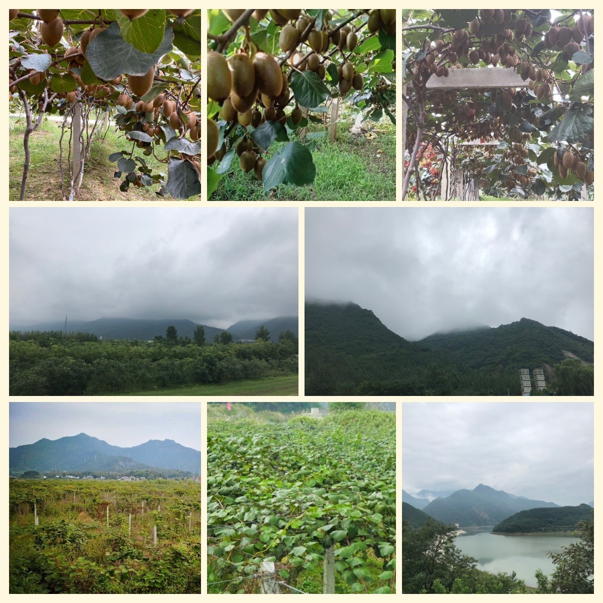 猕猴桃种植基地.jpg