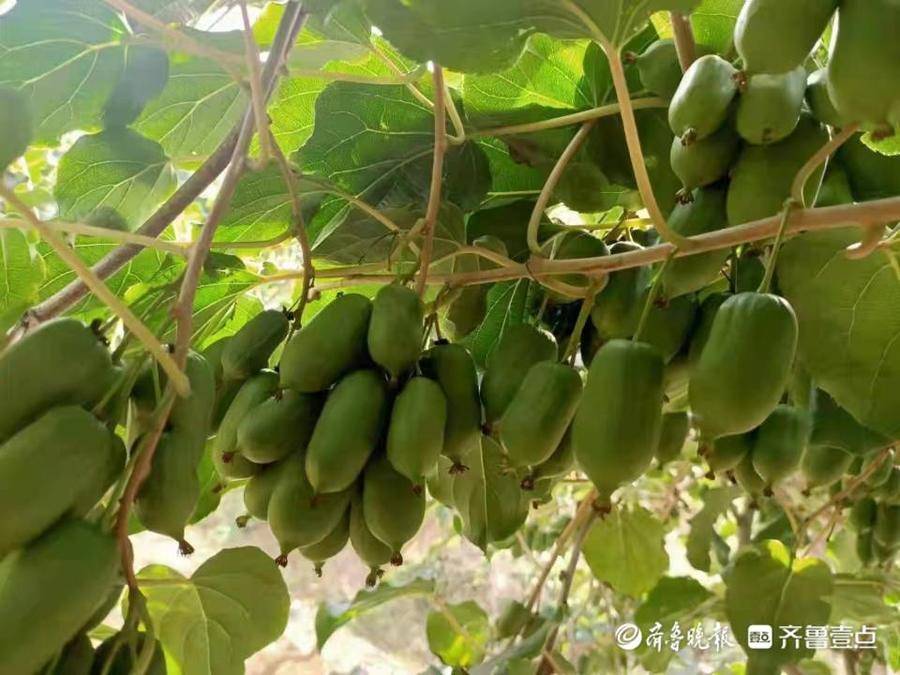 “东北猕猴桃”来淄，探寻有着东
