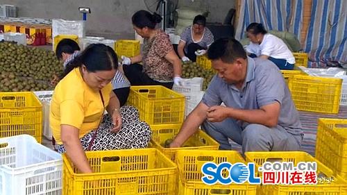 基地内猕猴桃一经上市带动当地村