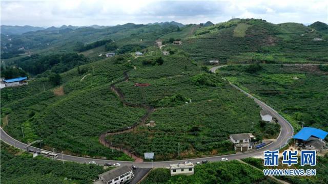修文县:“小果子”成助农增收“