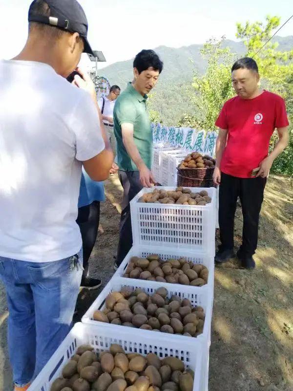 岚皋县下一串串猕猴桃簇拥皇帝的