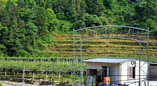 永嘉县亨岙猕猴桃基地让生态采摘