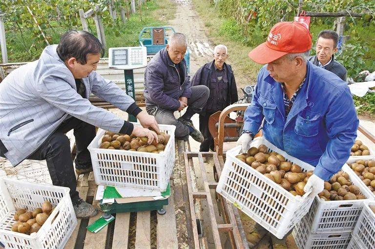 猕猴桃成陕西众多村致富“金果果