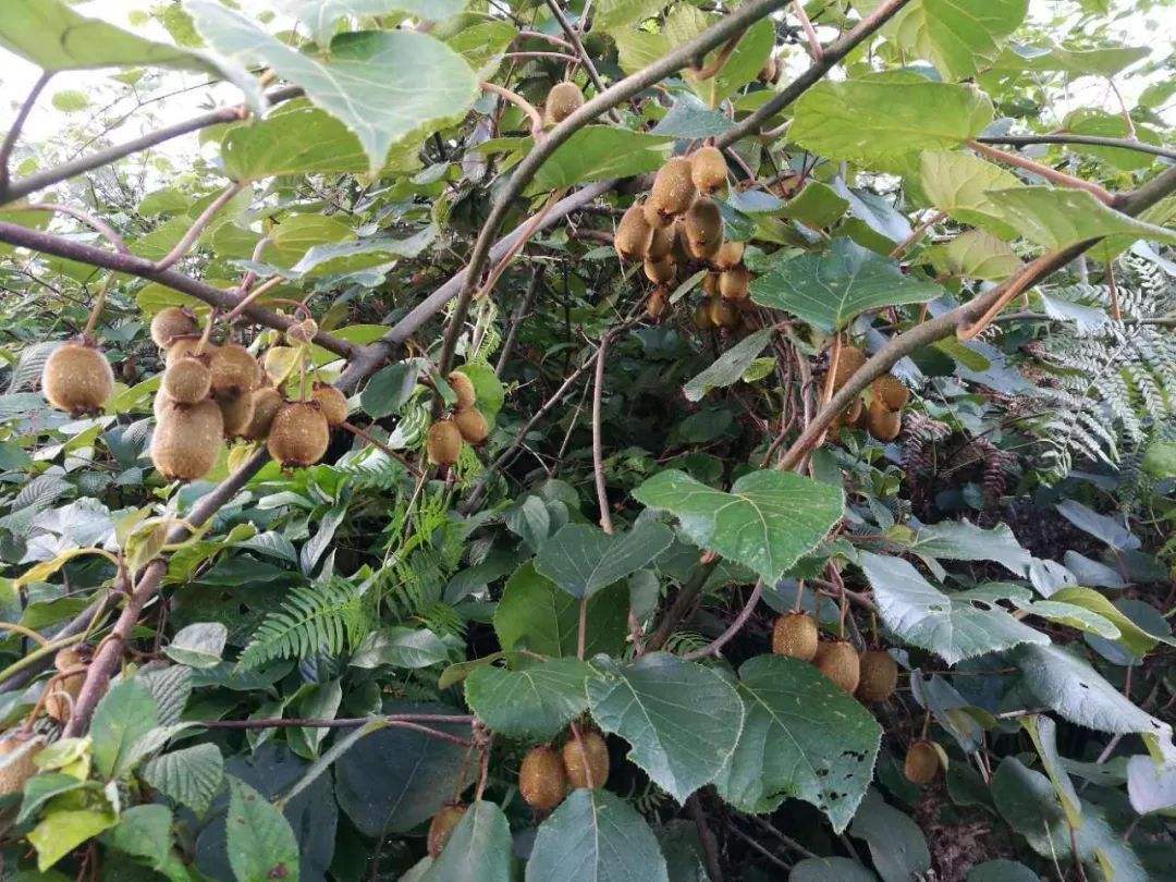 中国种植猕猴桃5大产地，品种不一，你的家乡种了吗？