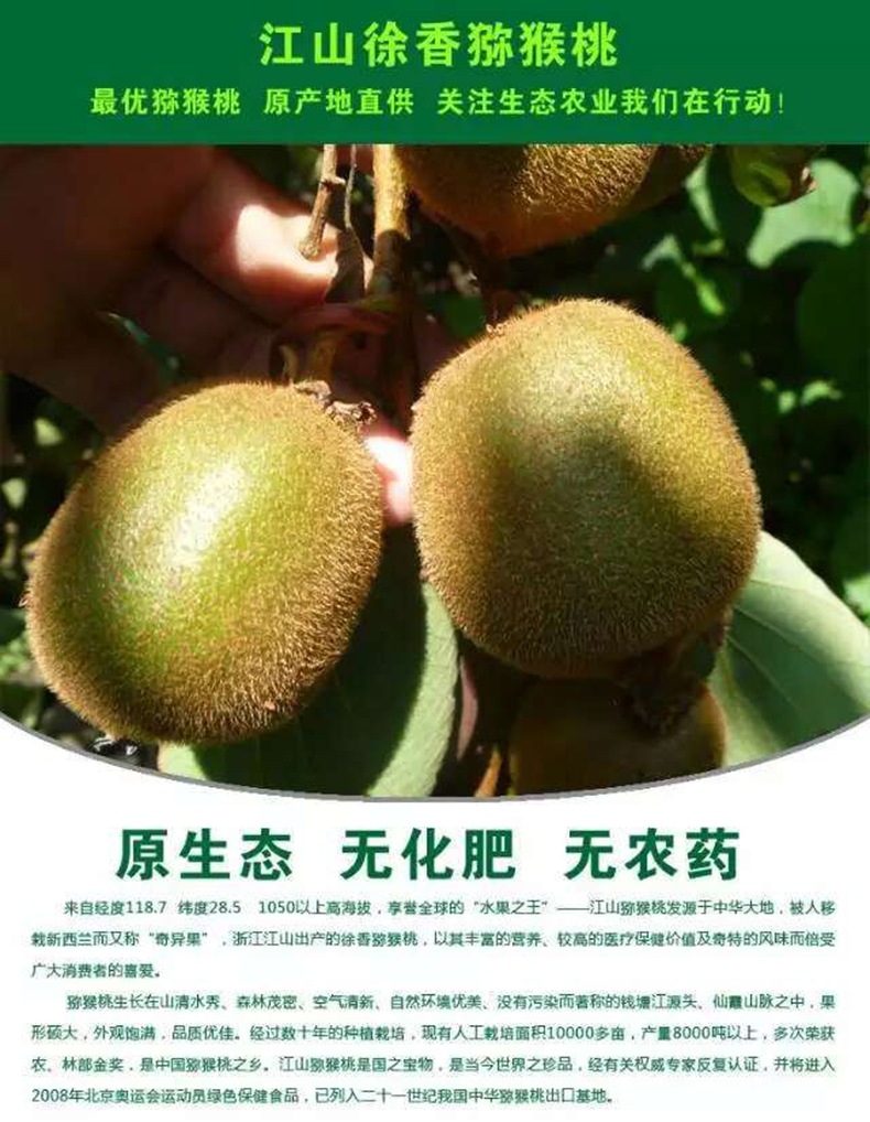 上垟镇猕猴桃种植大户正忙着采摘