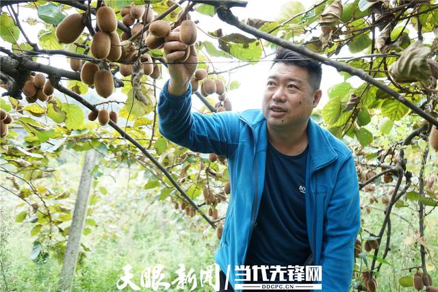 平坝区170亩黄芯猕猴桃迎来丰