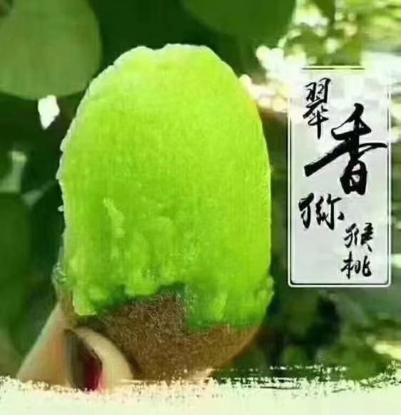 中国猕猴桃_绿心猕猴桃果品