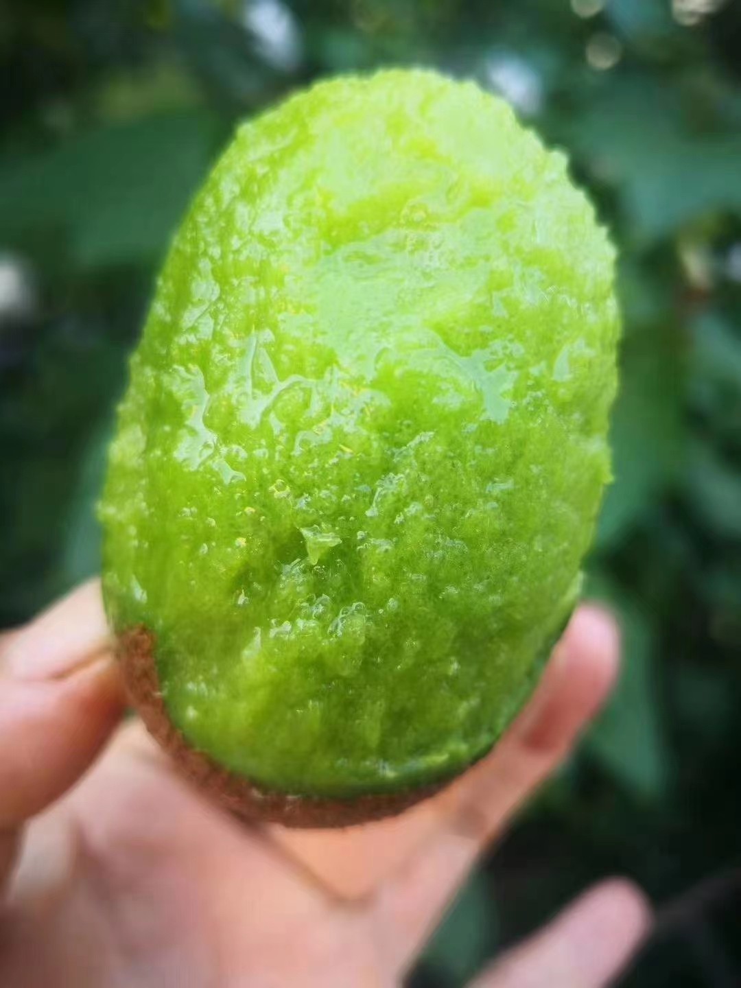 精选：目前最好的猕猴桃是什么品
