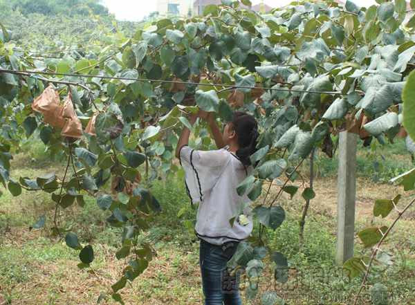 长沙2000余亩猕猴桃成熟上市