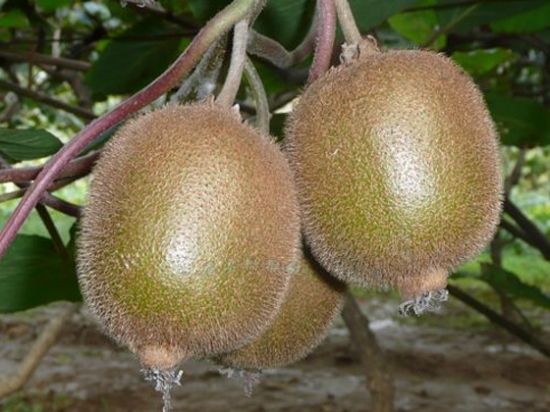 中科院武汉植物园钟彩虹研究员荣