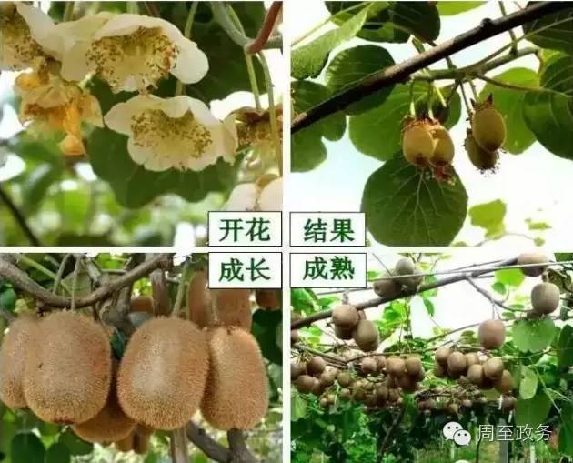 2021年西安·周至猕猴桃主题