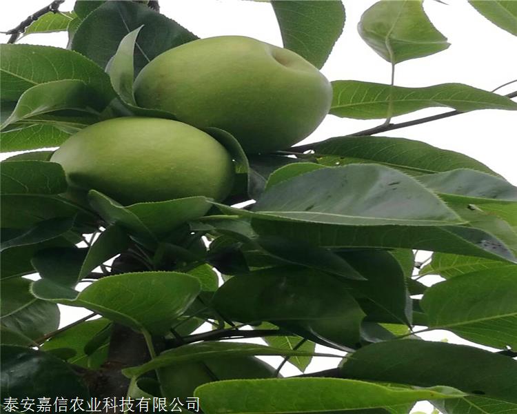 作务好贮藏果最好的管理方法有哪