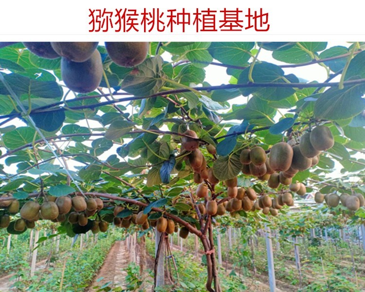 为什么有人反对猕猴桃早采，意见