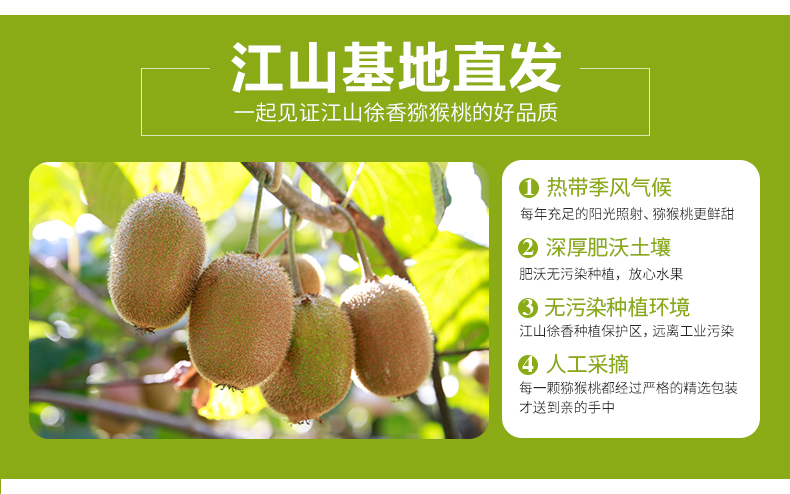 江山徐香猕猴桃什么时候上市_陕西眉县猕猴桃几月份上市_猕猴桃几月上市