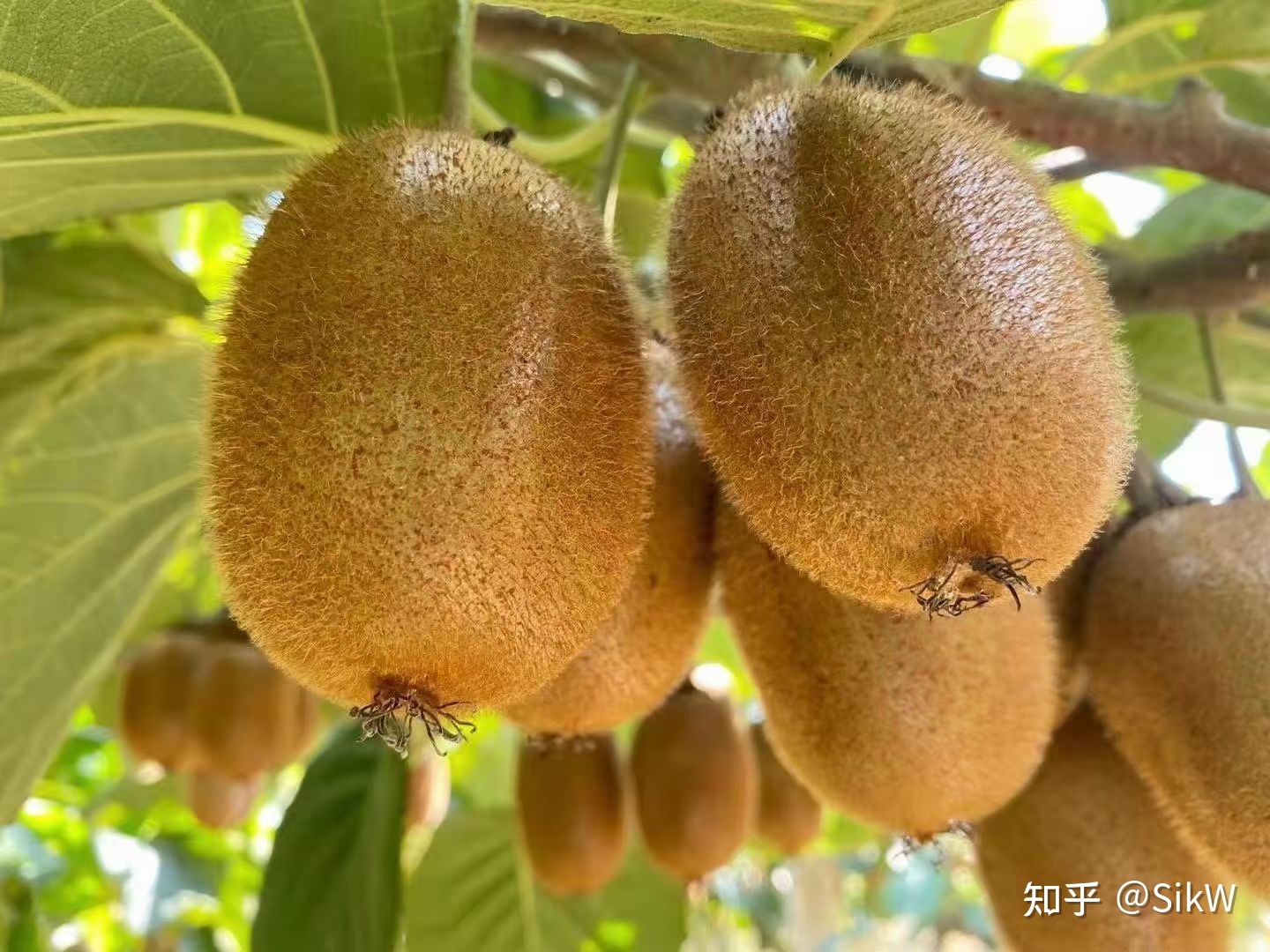 猕猴桃成熟期的成熟季
