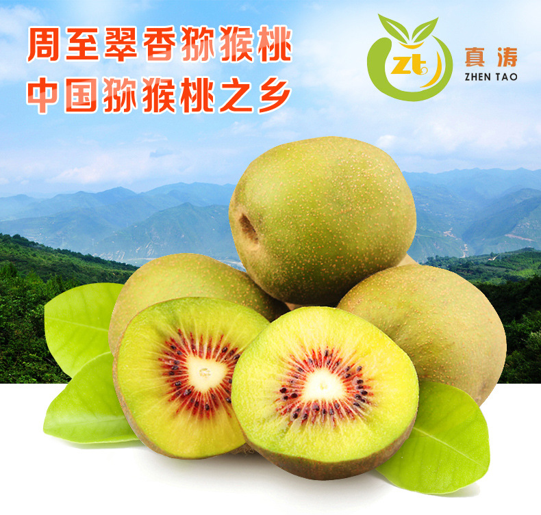 金秋时节，全国猕猴桃之乡周至县