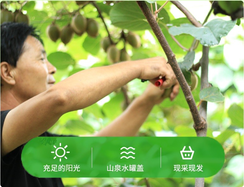 【周至猕猴桃】到底怎么样？好吃