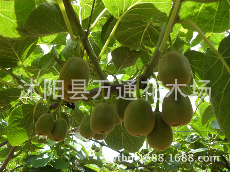 陕西引进翠香、徐香猕猴桃品种丰