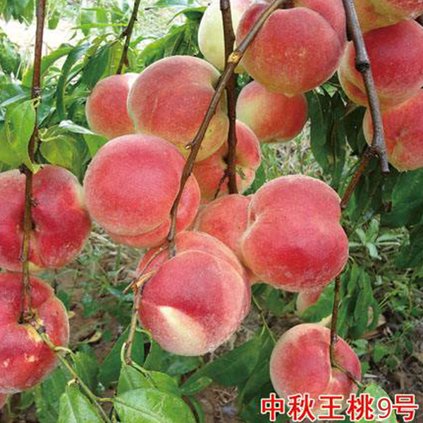 该市桃树种植规模4.5万余亩带